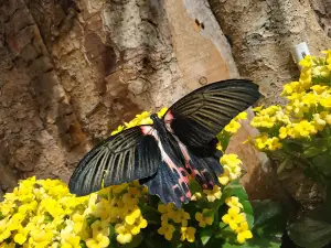 Allgäu Schmetterling- Experience