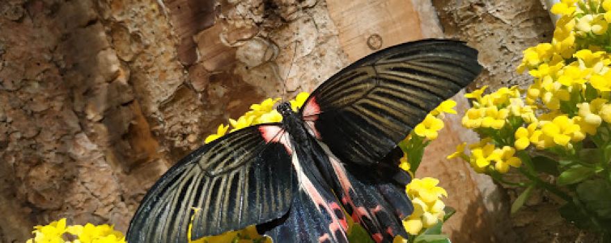 Allgäu Schmetterling- Experience