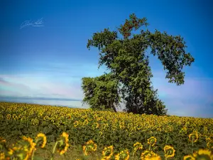 The Running tree