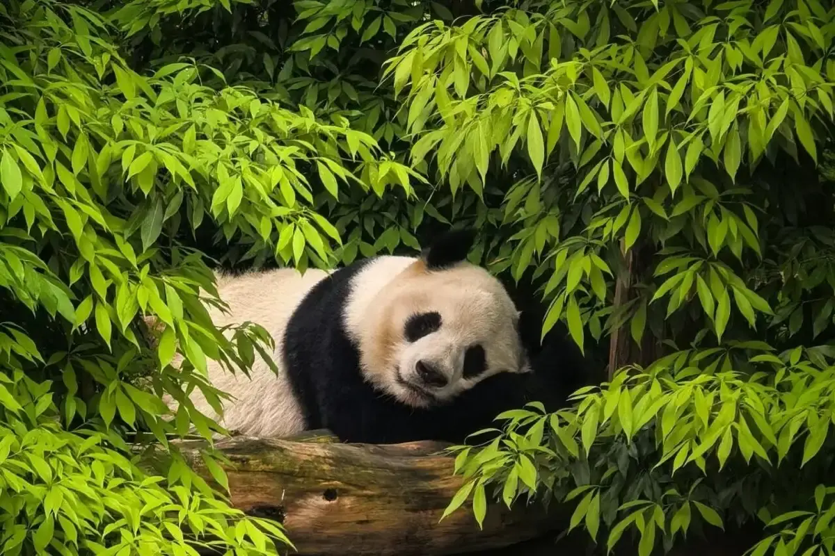 Chengdu Panda Base Park Rules & Facilities