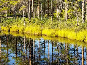 Hammarmossen and Knuthöjdsmossen - Nature reserve