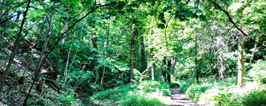 Pfalzbachschlucht