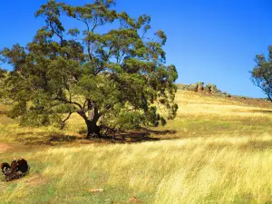 Bethungra Dam