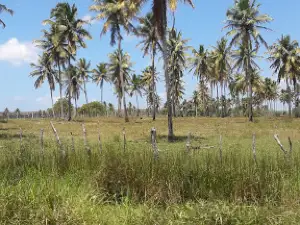 Parque Paulo Barbalho