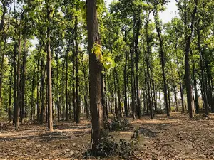 Kushmi Jungle