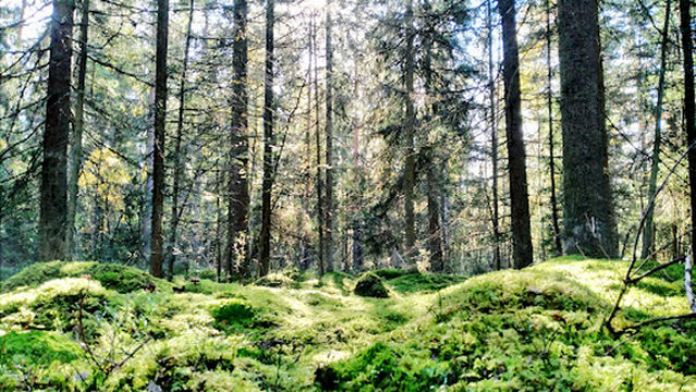 Öknaskogen obstacle course in nature reserve