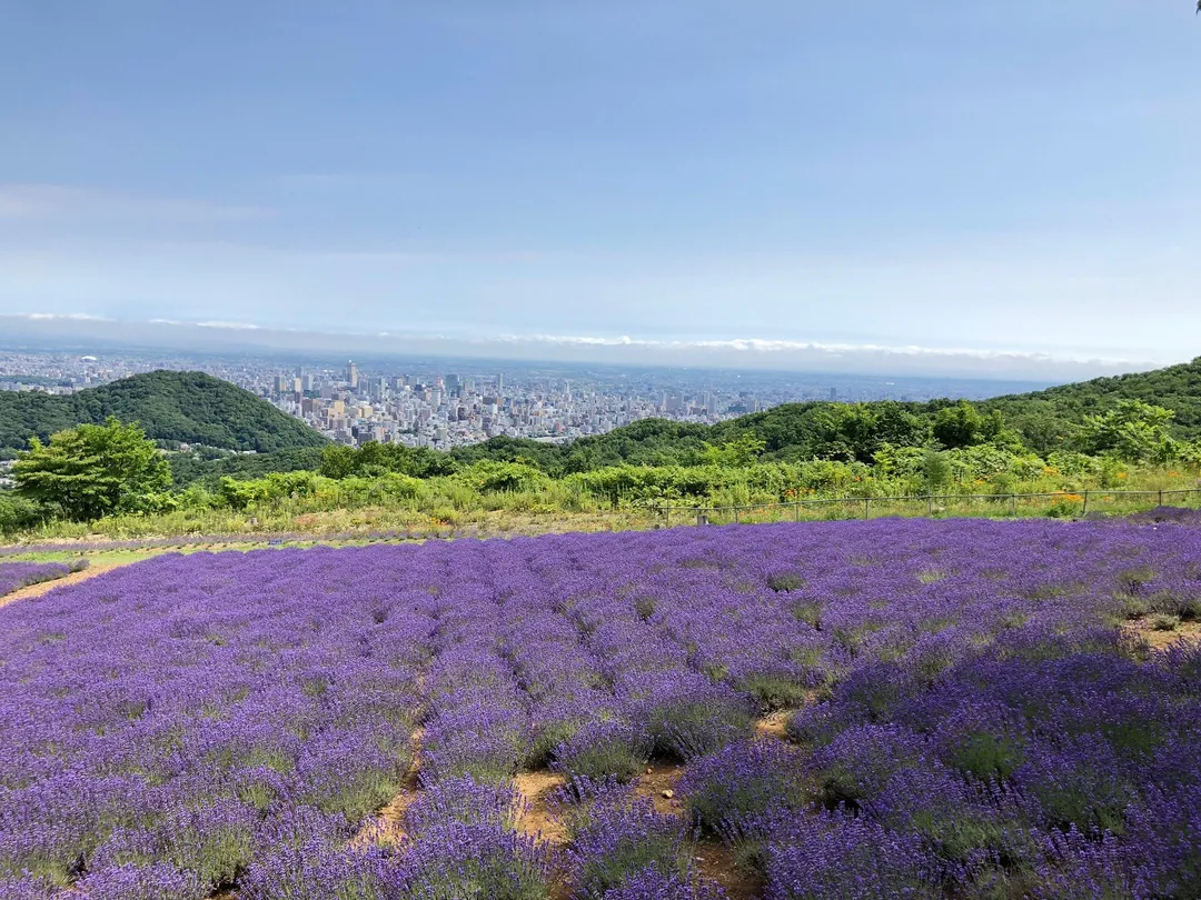 4_幌見峠薰衣草園