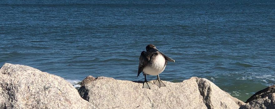 Fort Fisher State Recreation Area