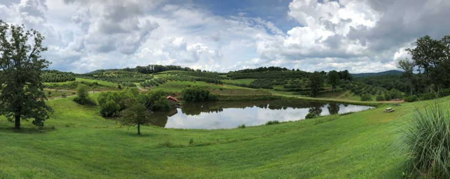 Mercier Orchards