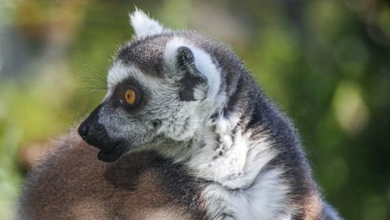 Bioparco di Sicilia