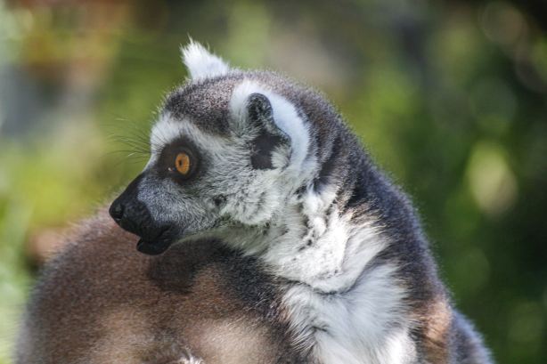 Bioparco di Sicilia