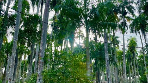 Paramaribo