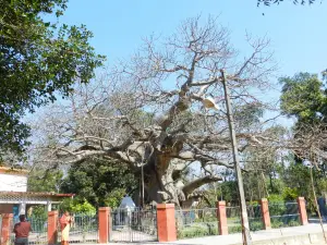Parijaat Tree