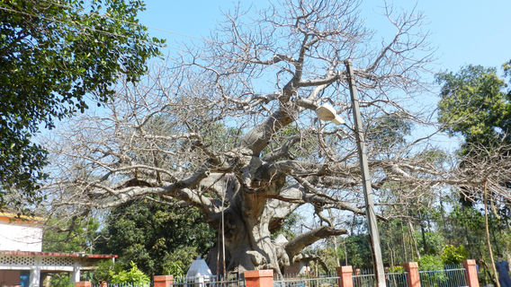Parijaat Tree
