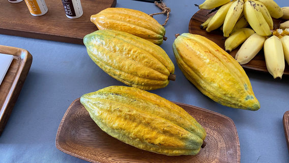 Lydgate Farms Chocolate Tours