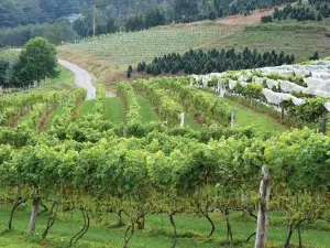 Linville Falls Winery