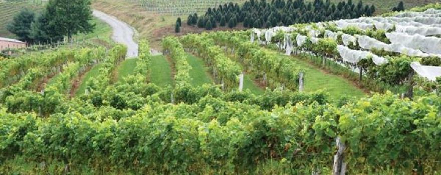 Linville Falls Winery