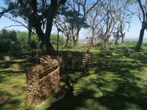 KWS-Kisumu Impala Sanctuary