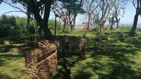 KWS-Kisumu Impala Sanctuary