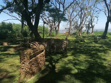 KWS-Kisumu Impala Sanctuary