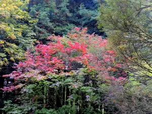 Queenswood Arboretum