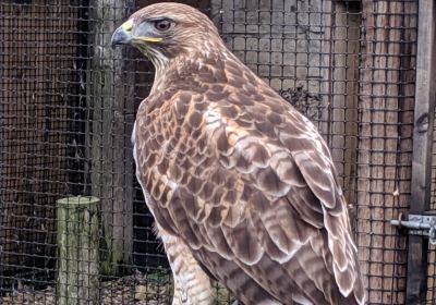 Walworth Birds of Prey
