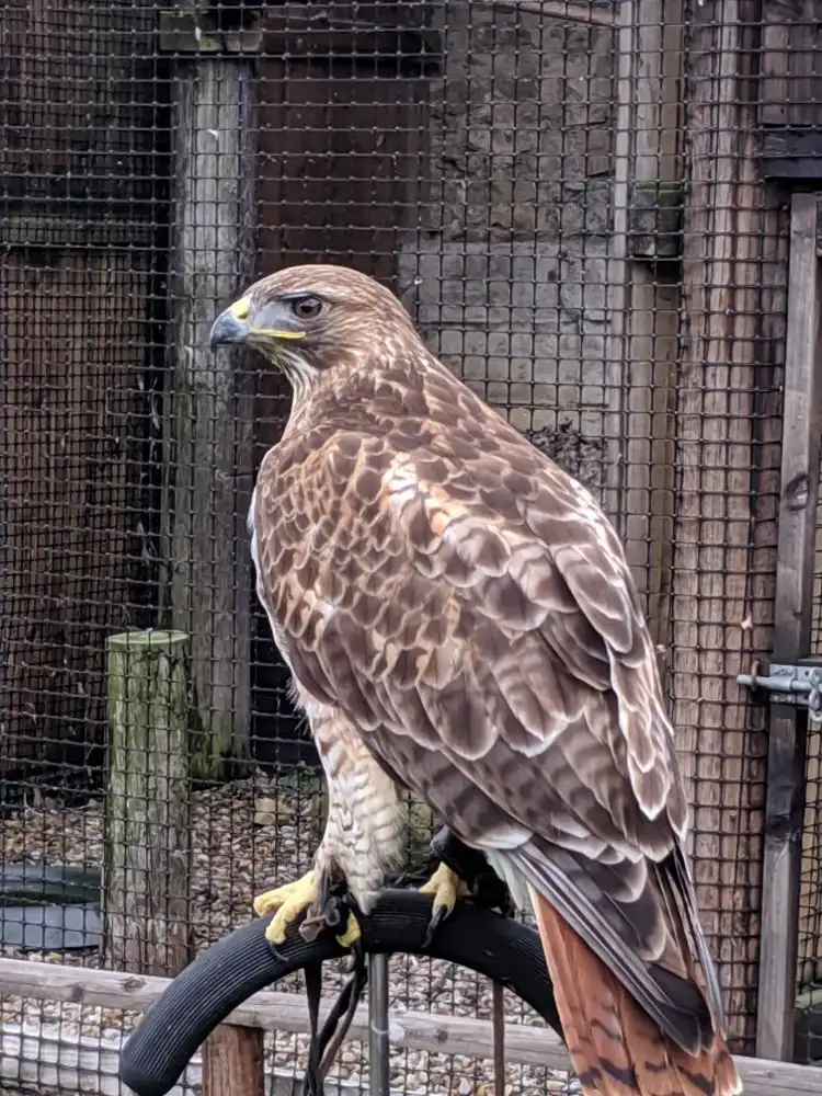Hotels near Walworth Birds of Prey