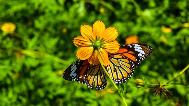 Kep Butterfly Garden