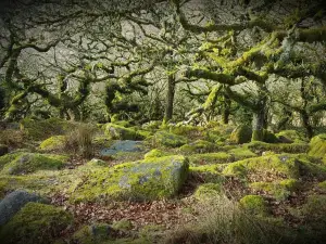 Wistman's Wood
