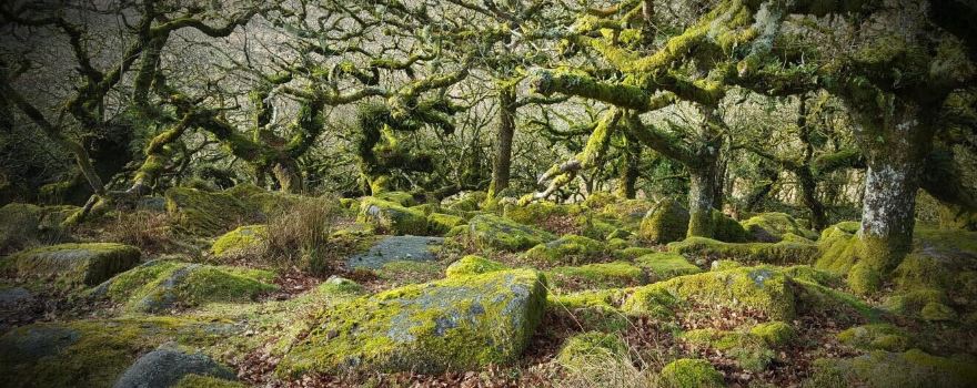 Wistman's Wood