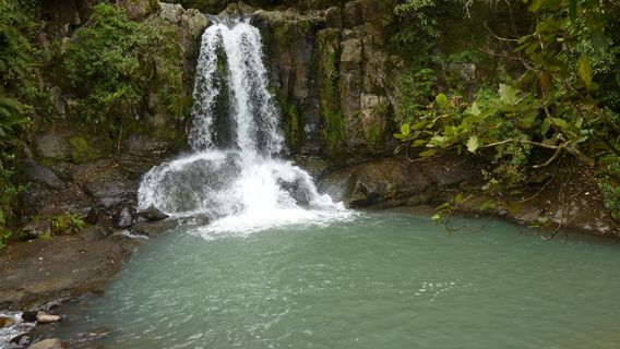 Waiau Falls and Kauri Grove Lookout Walk