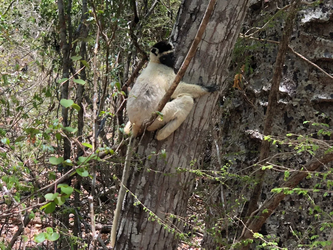 3_Kirindy Mitea National Park