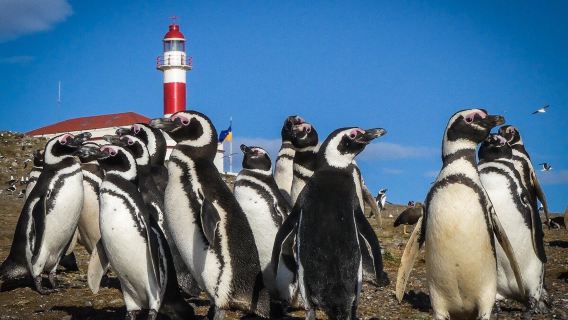Excursion d'une journée à l'île aux pingouins de Magdalena au départ de Punta Arenas, Chili (détroit de Magellan)