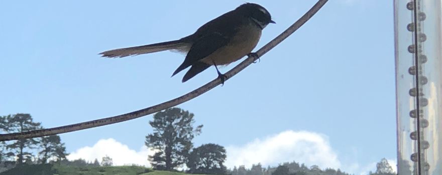Tahuna
