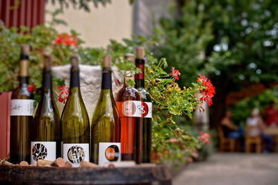 Ante Sladić Vino