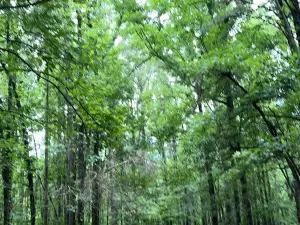 Bona Dea Trails & Sanctuary