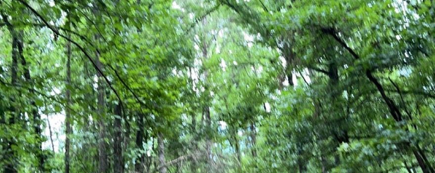 Bona Dea Trails & Sanctuary
