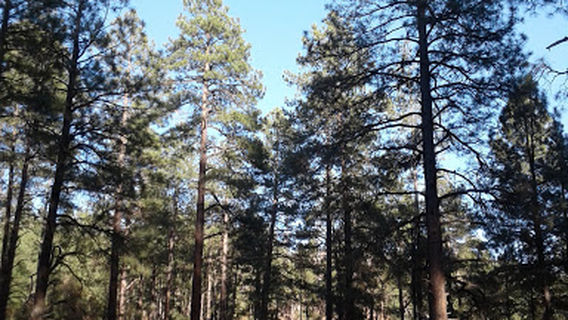 Bradshaw Mountain RV Resort