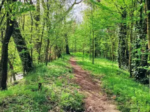 Bosque de Valorio
