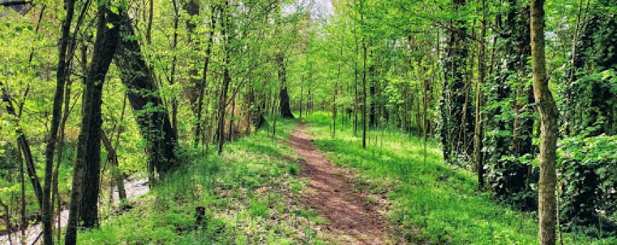Bosque de Valorio