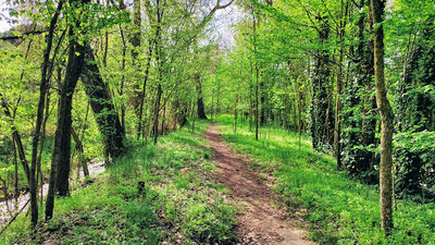 Bosque de Valorio