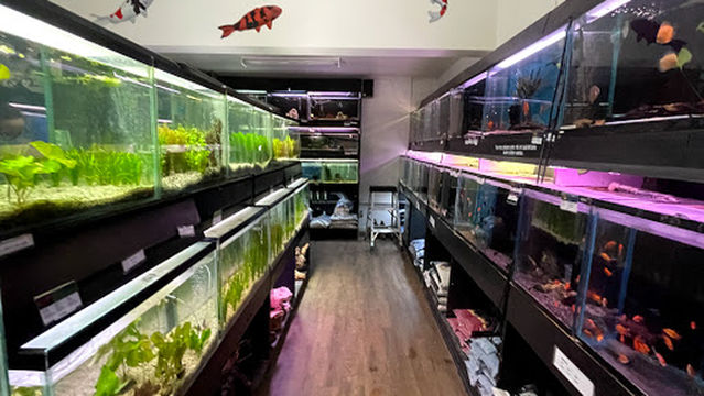 Aquarius Tropical Fish