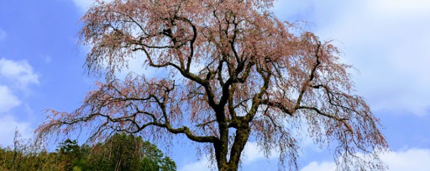 田屋の一本桜