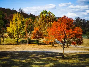 Carol Ann Cross Park