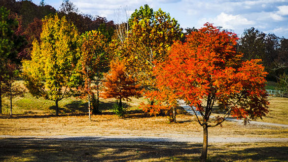 Carol Ann Cross Park