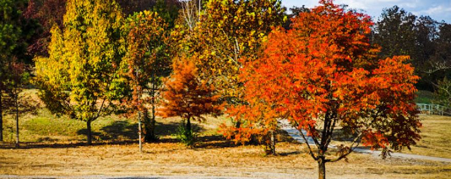 Carol Ann Cross Park