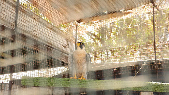 Marizayra Sanctuary Experience Barbados