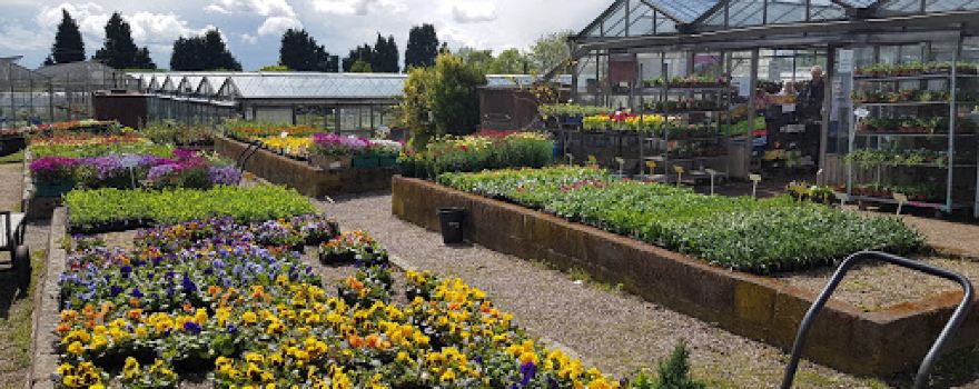 Shirley Nurseries
