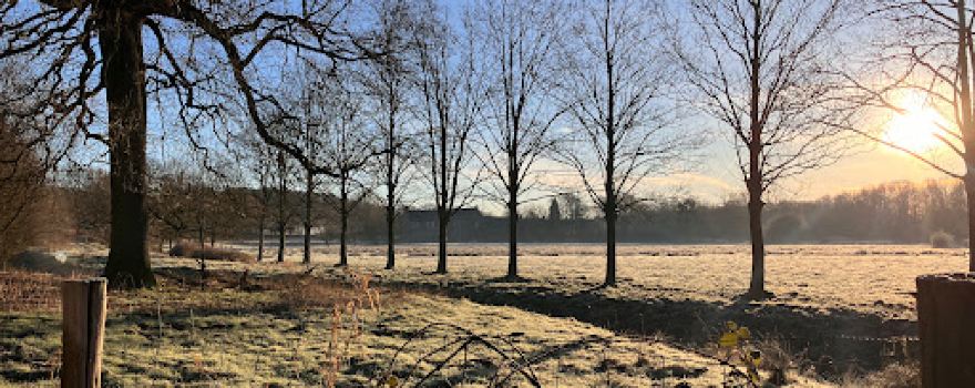 Stammenderbos