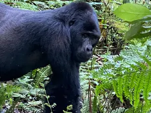 Bwindi Impenetrable National Park